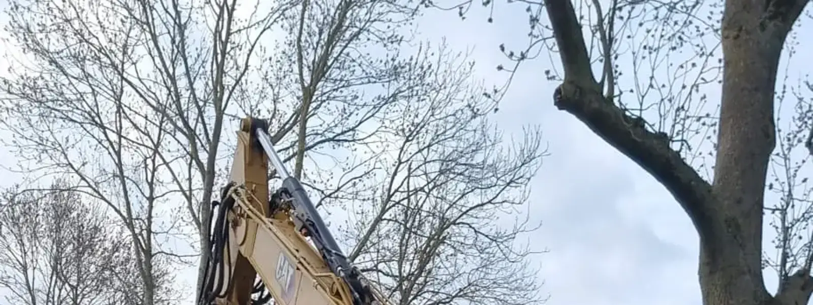 Pelle Caterpillar équipée pour le dessouchage près de bois coupés